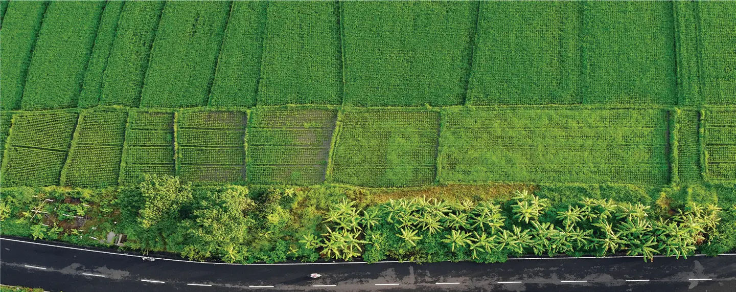 Green agricultural fields