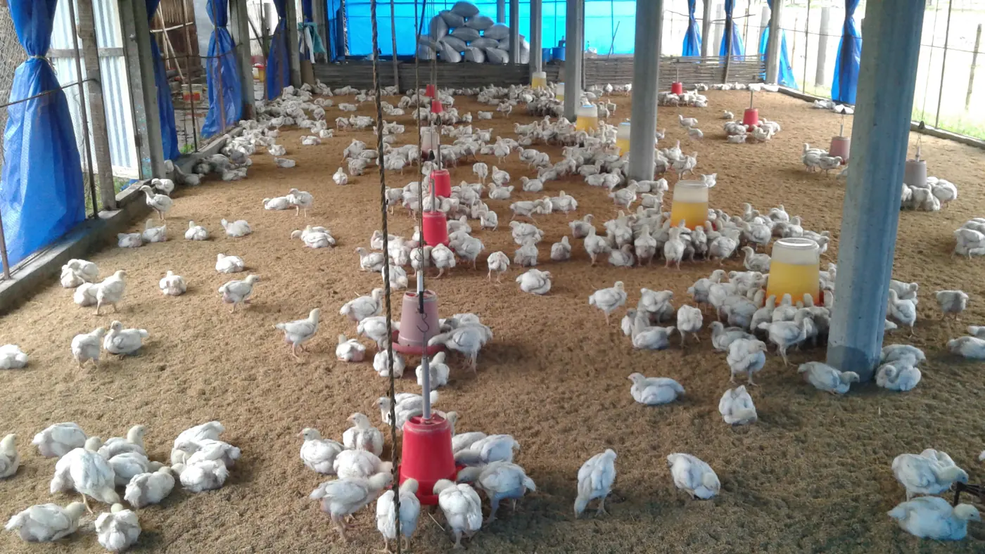 Poultry